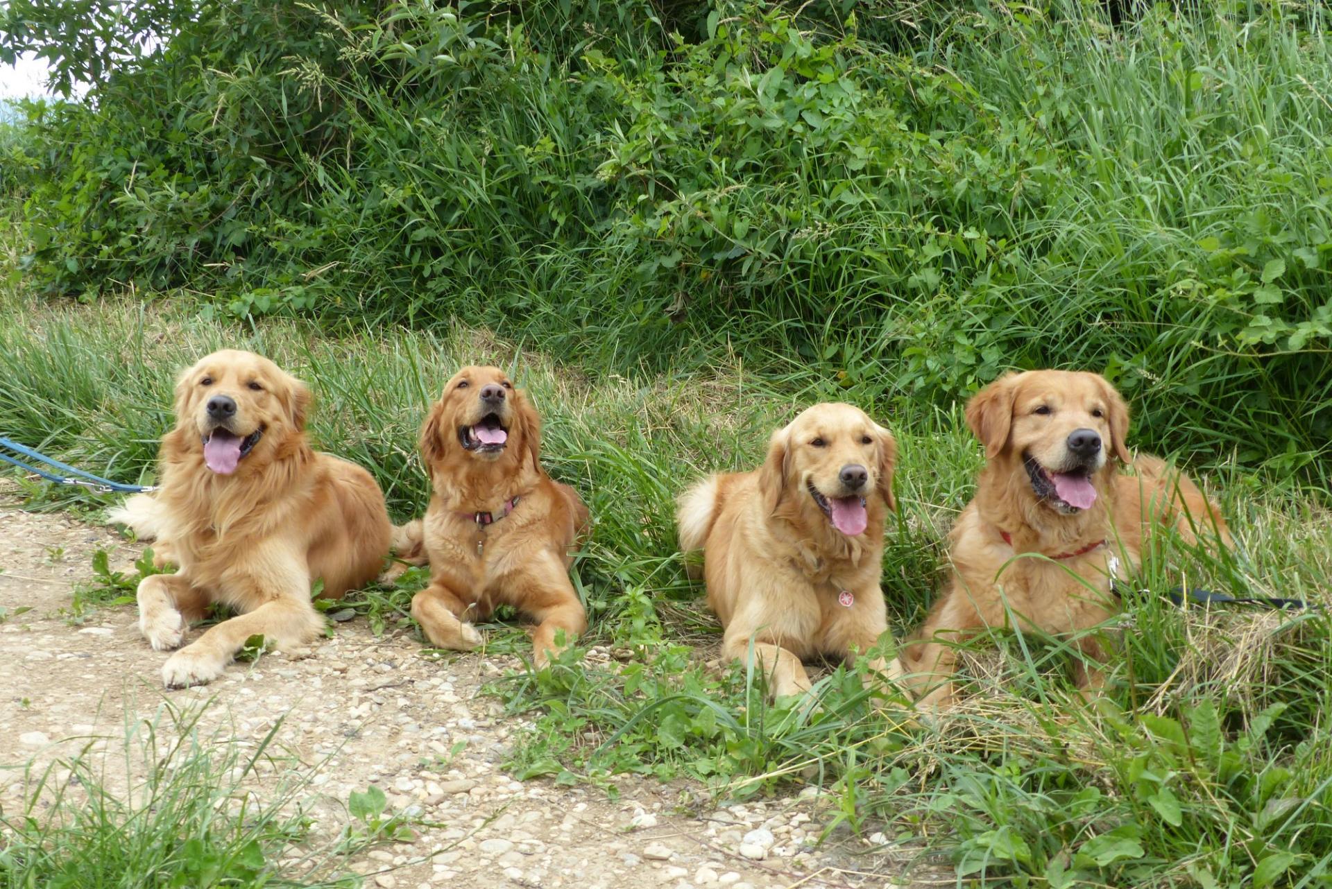 en famille- Malky, Masaî, Mystère et le papa