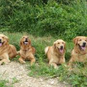 en famille- Malky, Masaî, Mystère et le papa