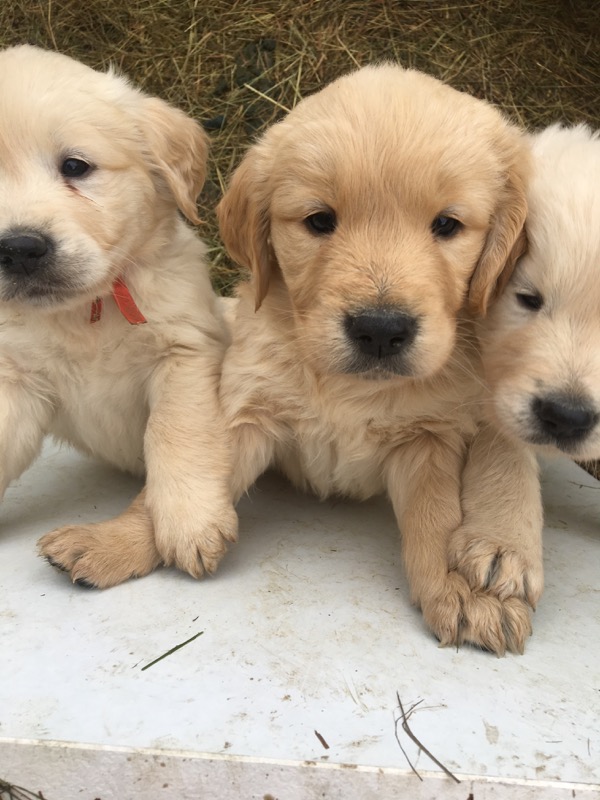 Bébés de Gypsie