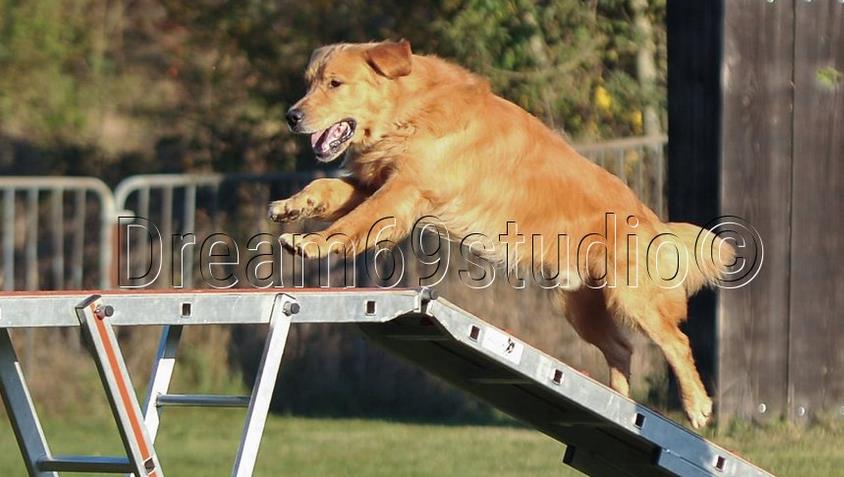 juni en agility