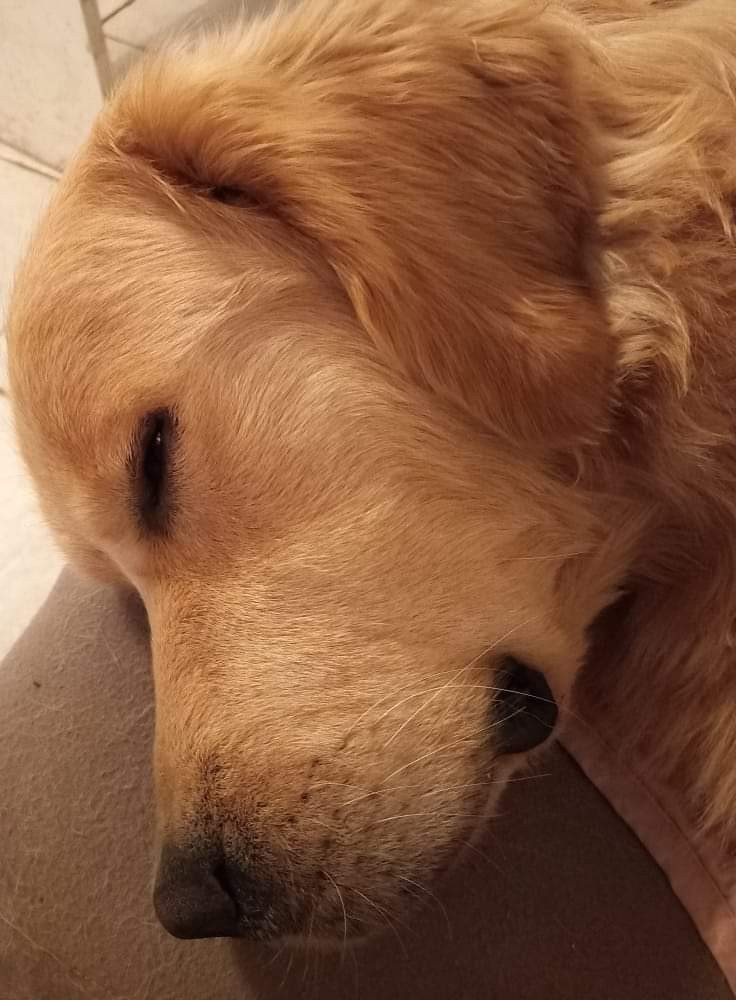 Roméo 
