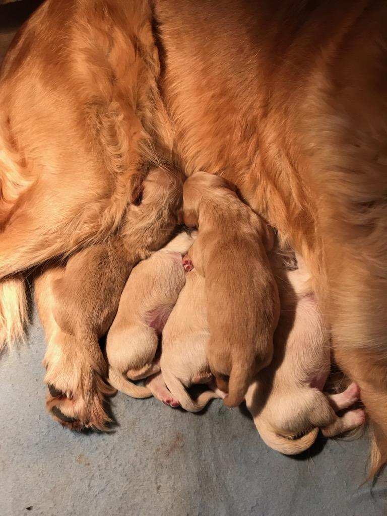 Joyce et ses bébés